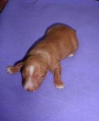Cirneco Photo